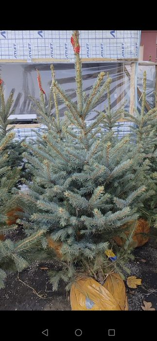 Галубой ель archa