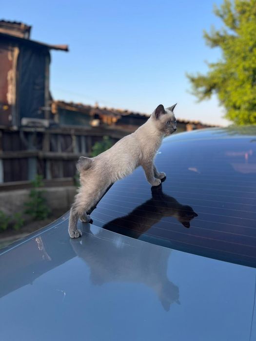 Отдаём в хорошие руки молодого котика.