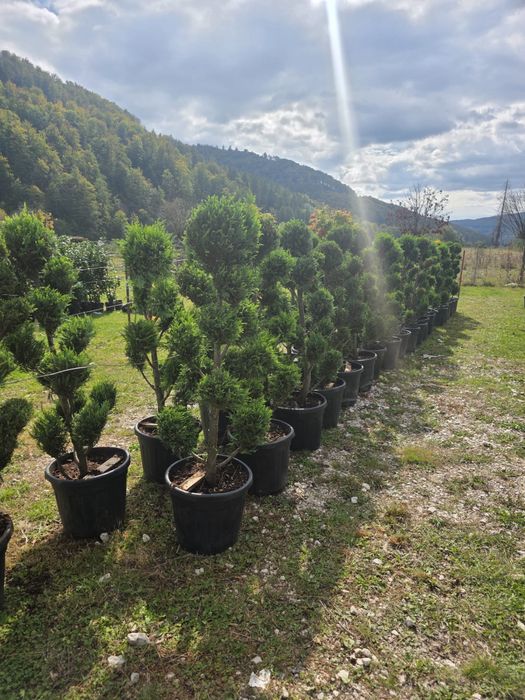 Plante ornamentale mestecan si tei