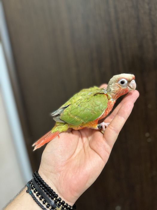 Papagali vorbitori pui blanzi pyrrhura molinae pirura pyrura