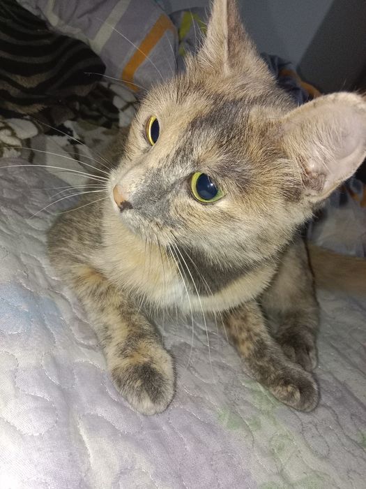 Одам кошку бесплатно