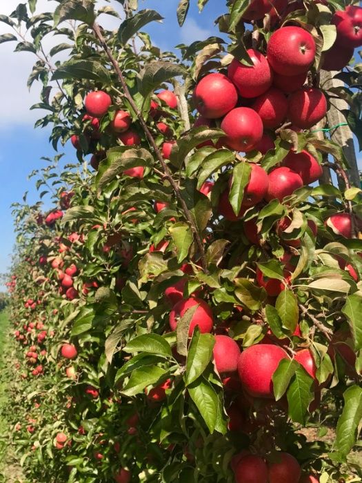 Mere En-Gross Prețuri de Producător