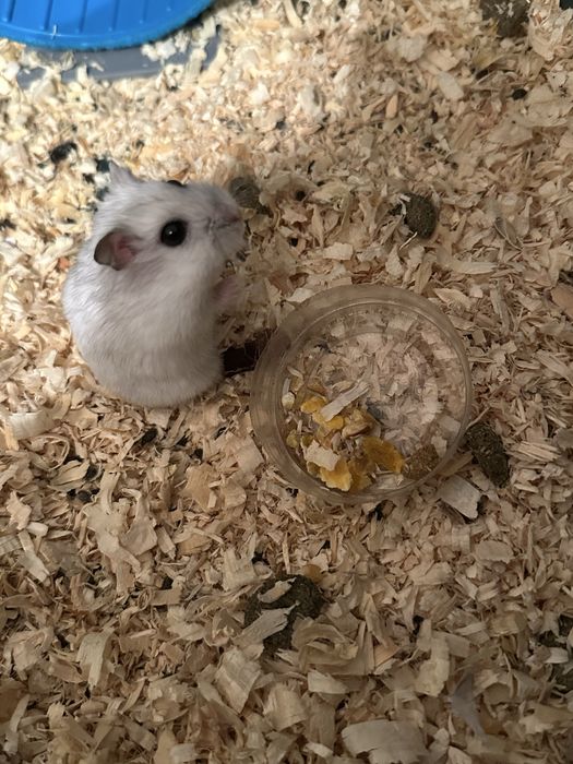 Vând hamsteri 2 perechi 150 toți