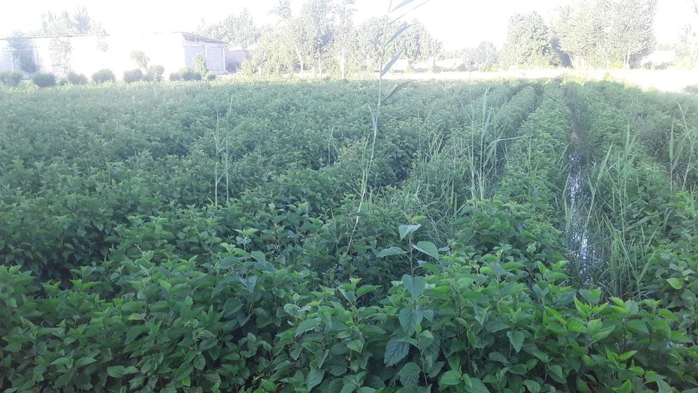 Tut koʻchat sotiladi