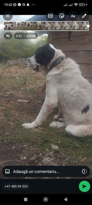 Femela de Asia Centrala