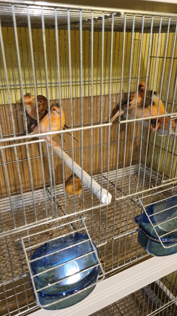 Canari de vanzare