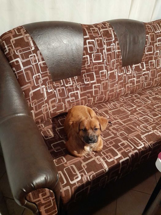 Donez 3 caini 1 talie mare si 2 mici