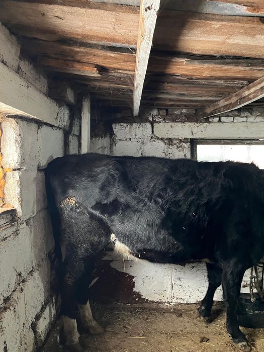 Ұрғашы қашар 3500тг