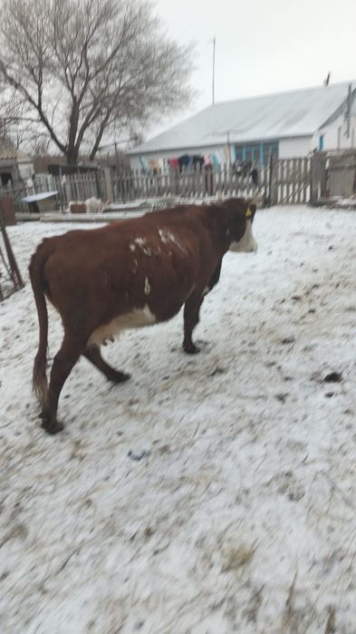 продам корову 6 лет