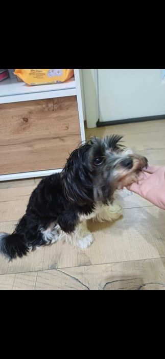 Продава се Бивер йорки