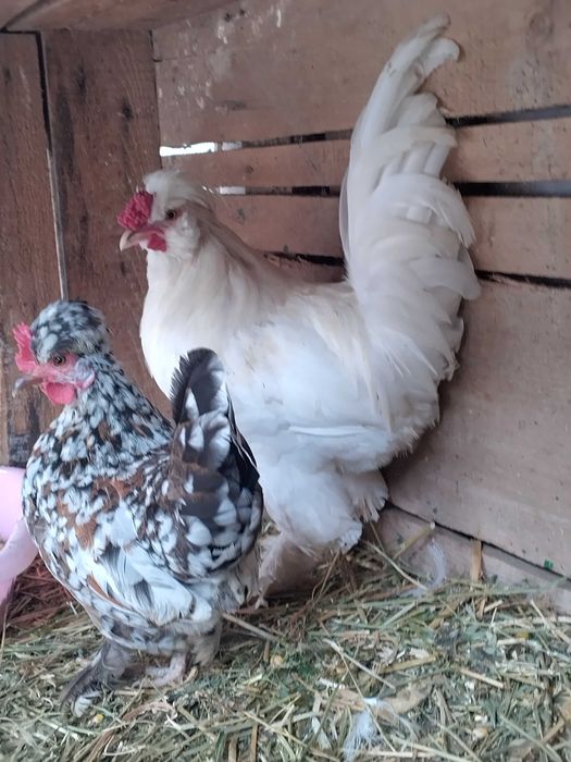 Свободни кокошки