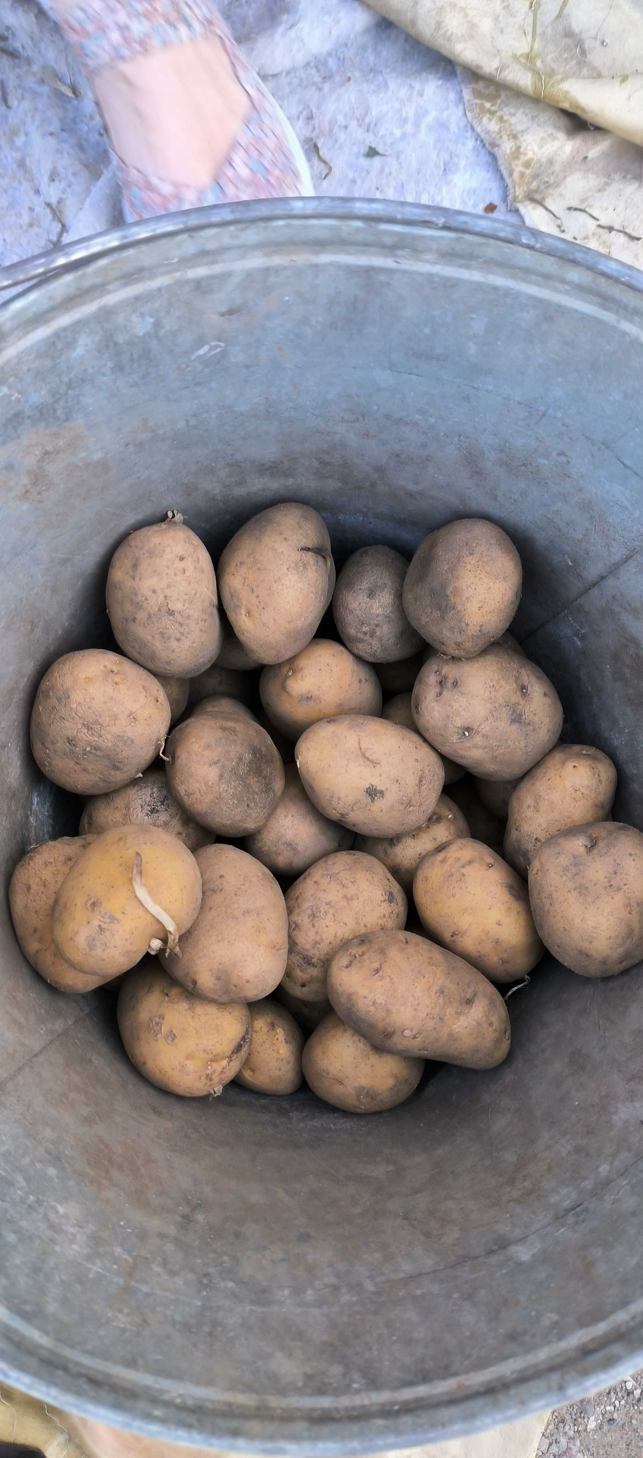 Продаю Дачные Семена картошки