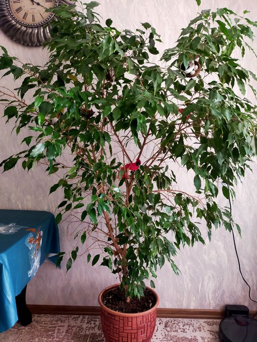 Продам цветок фикус Бенджамин