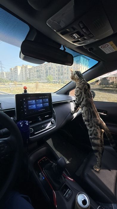 Mushuk bengalskiy