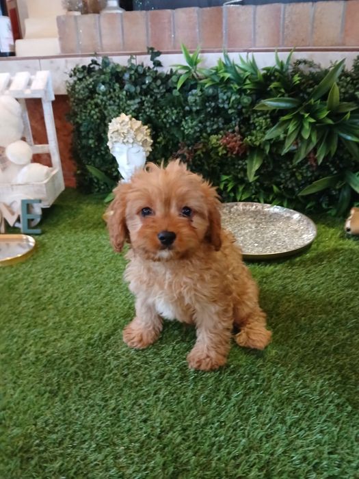 Cavapoo – cățeluș adorabil, blând și inteligent