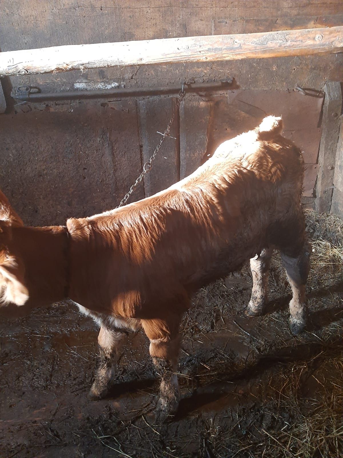 Vand vaca tânăra cu vițică