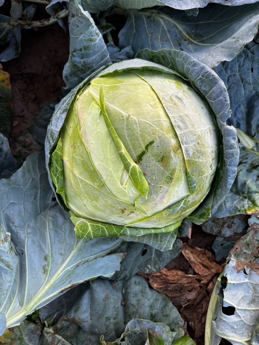 Varza romaneasca pentru animale