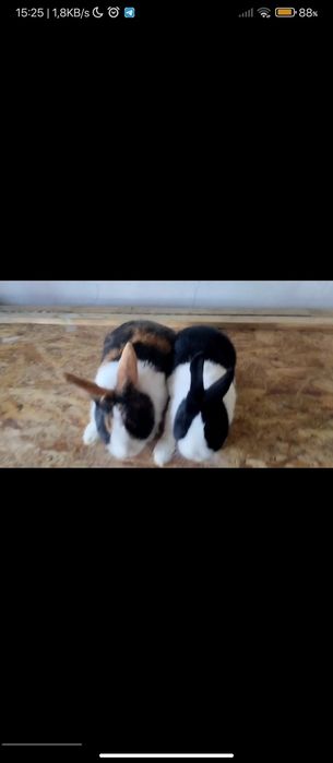 Панда зотли куенлари сотилади Жинси пара