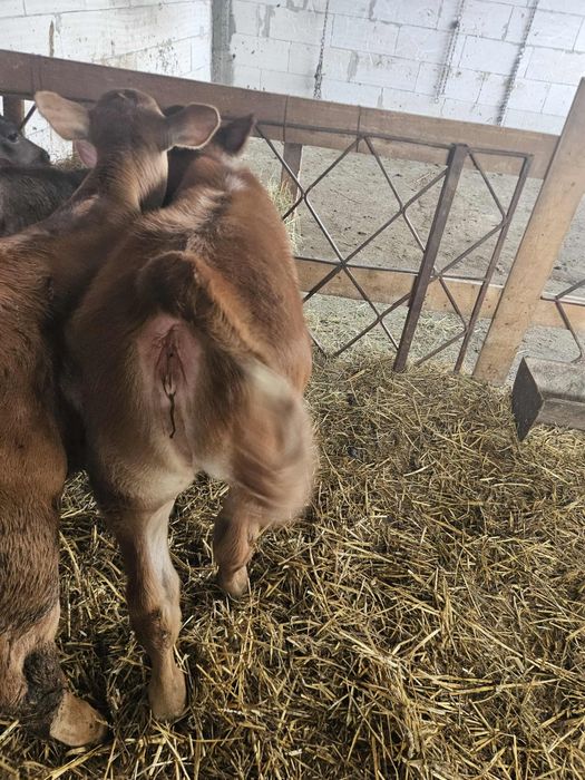 Vând vițeiiiiii...