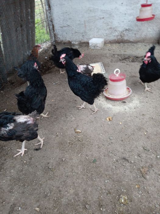 Gaini negre de moravia