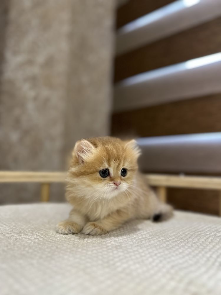 Британский котята золотистий шиншилы