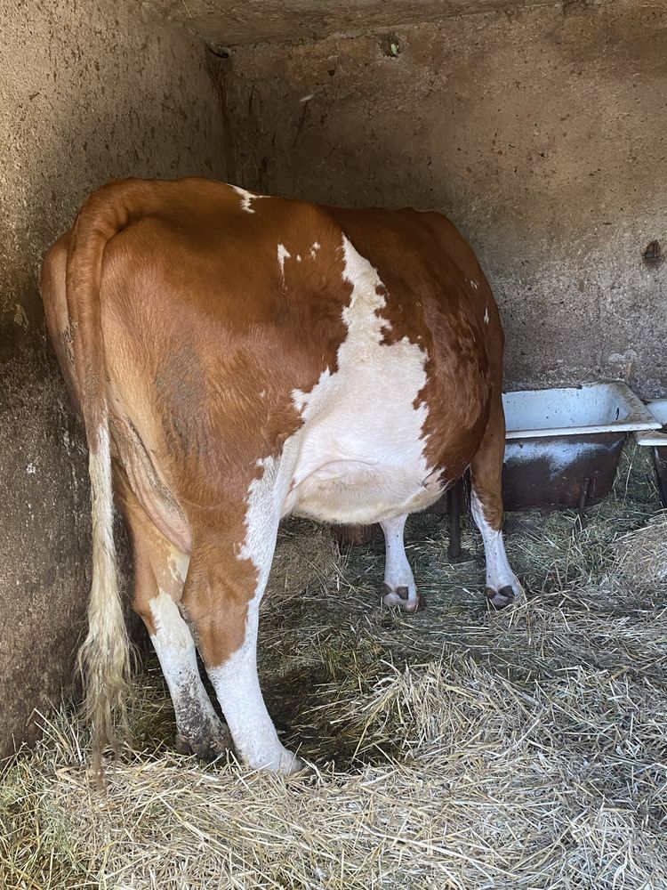Vaca gestanta in luna a 9-a