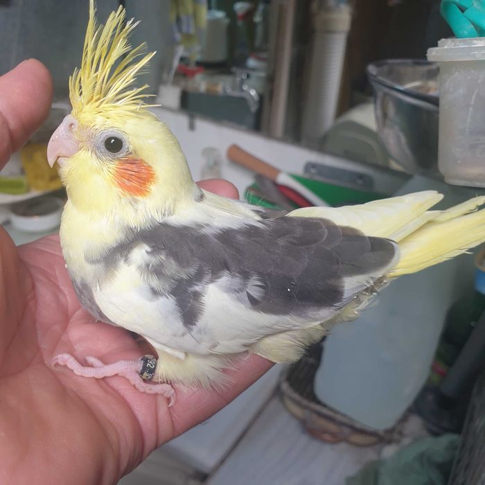 Papagali nlmfa puișori blănzi