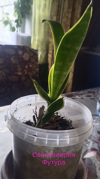 Продам молодой кустик Сансевиерии Футура