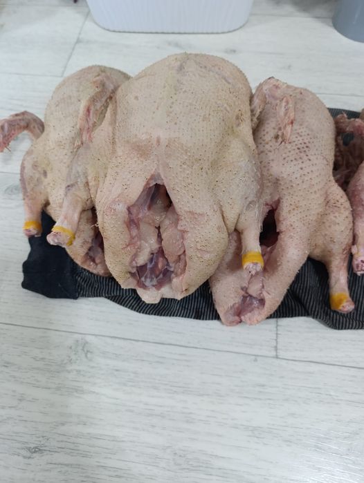Домашние утки, свежие