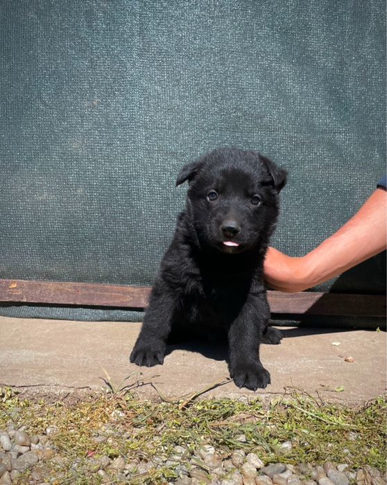 Ciobanesc german negru alsacian