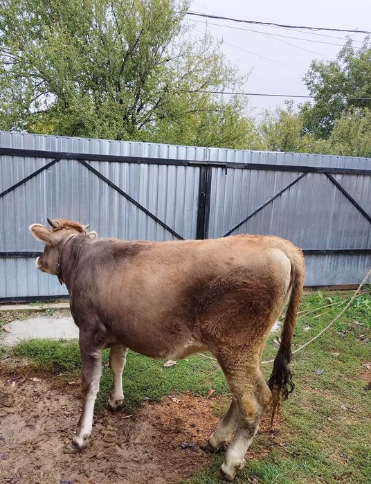 Vând vițea de 9 luni !
