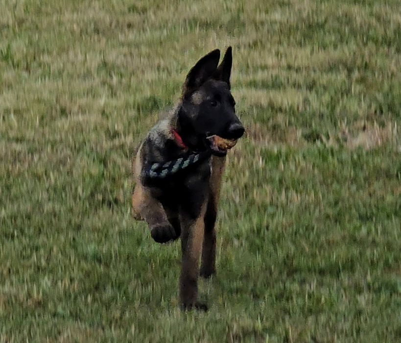 Ciobănesc belgian malinois femela
