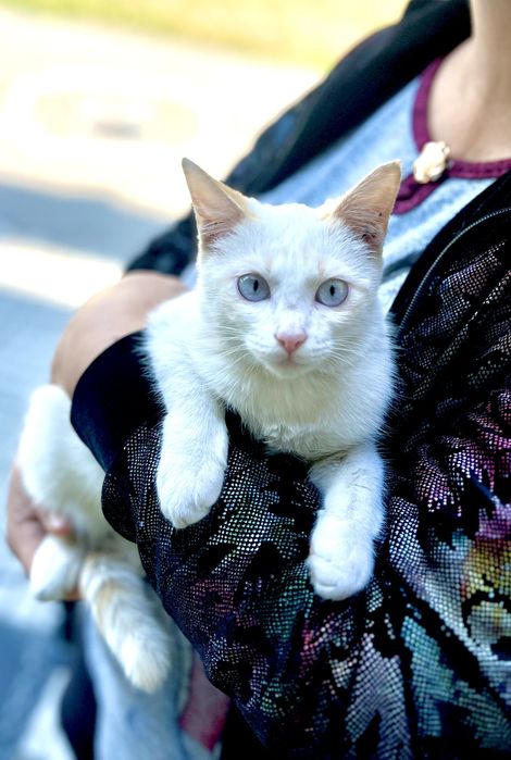 Котёнок в добрые руки