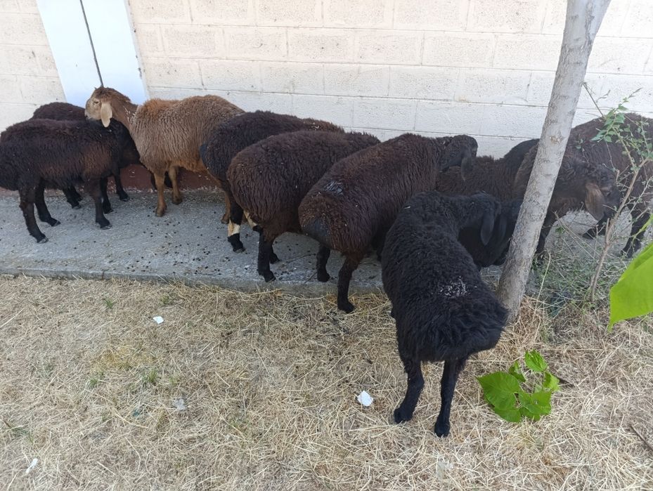 Qoʼchqorlar kamida 25 kg goʼsh beradi koʼpida 35-40 kg goʼsh beradi