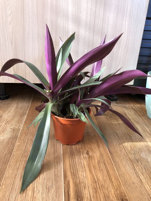 Продам домашние цветы