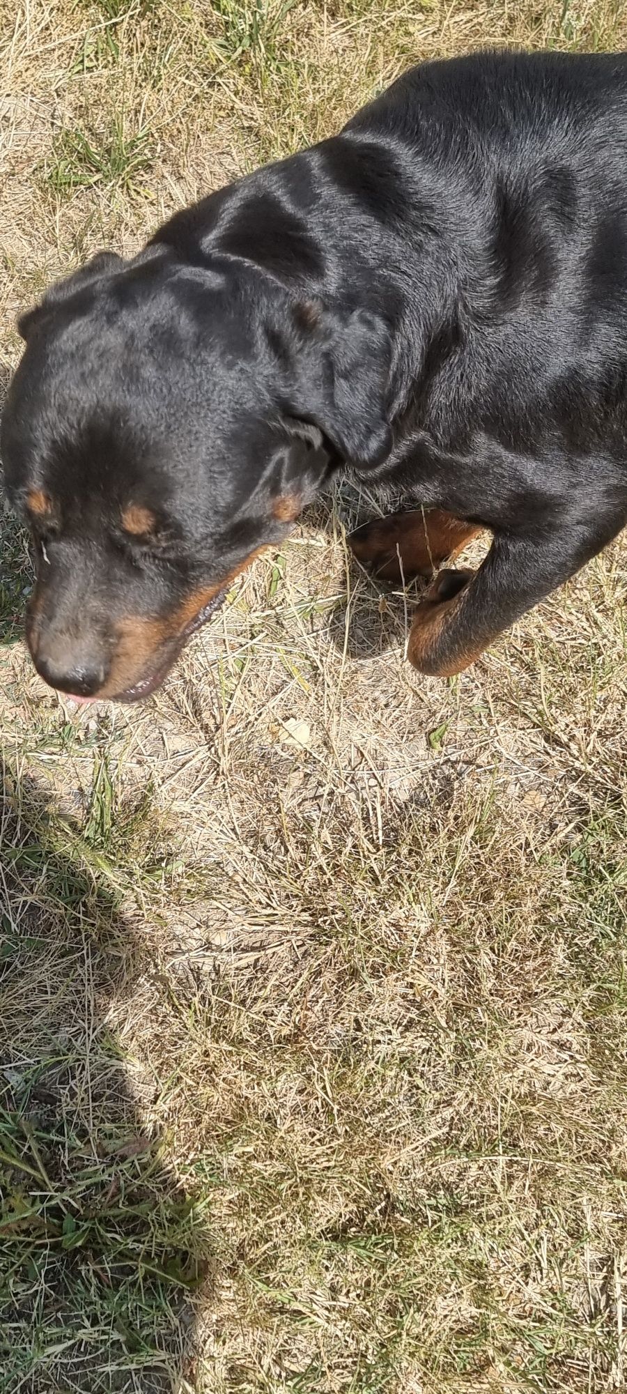 Metis Rottweiler - pentru adopție