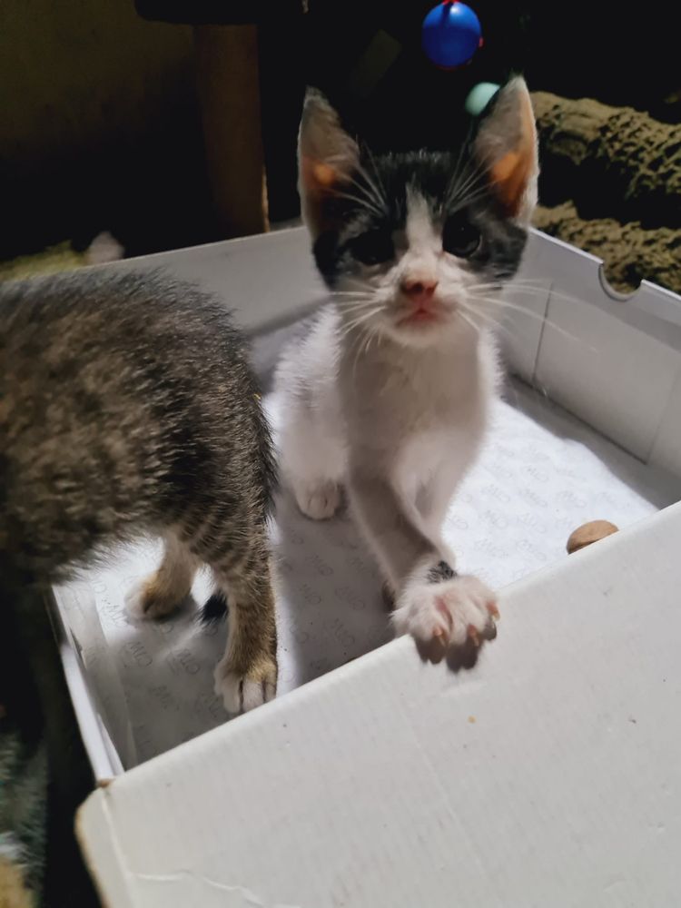 Spre adoptie 3 puiuti de pisicuta