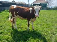 Vând două vitele bălțata românească