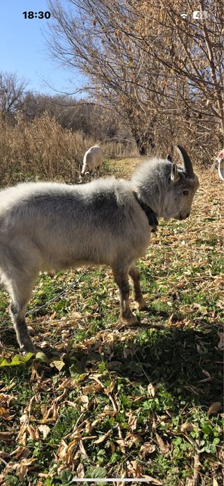Сүті егкінің текесі