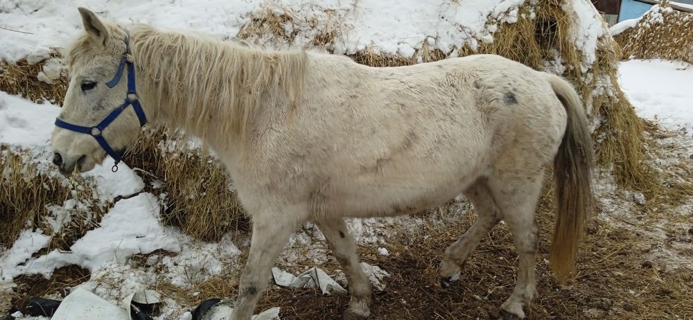 Продам кобылу жеребую