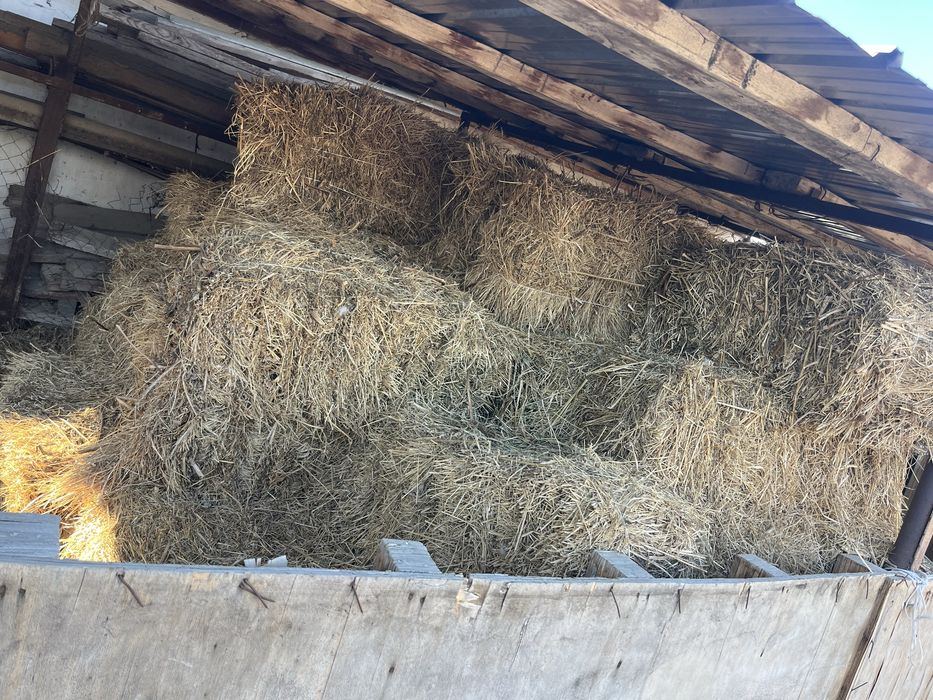 Шоп даланын Сено полевое