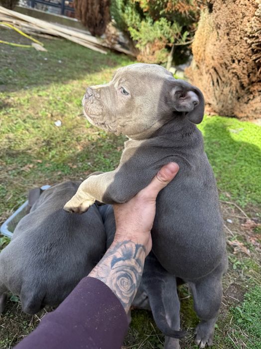 Американско були