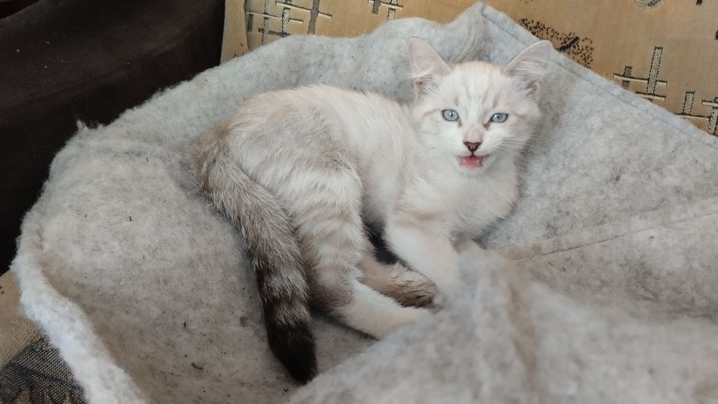Котёнок белый с голубыми глазами