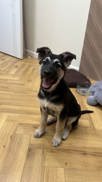 Отдам щенка в добрые руки