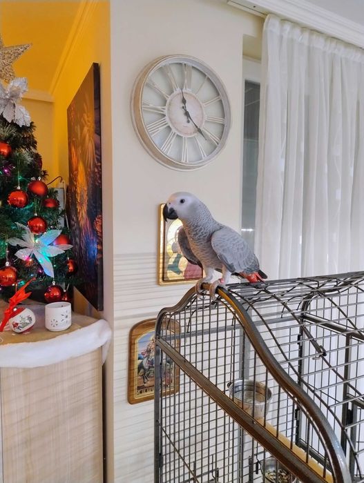 Женско Кралско жако ръчно хранено на шест месеца.