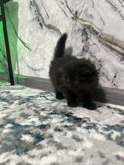 Коровой похмоквой акилли чиройли кизча