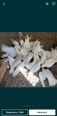 Белые голуби на выпуск