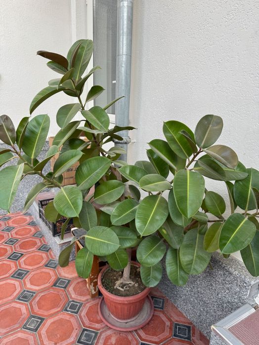 Фикус эластика, каучуковое дерево, растение для офиса и дома