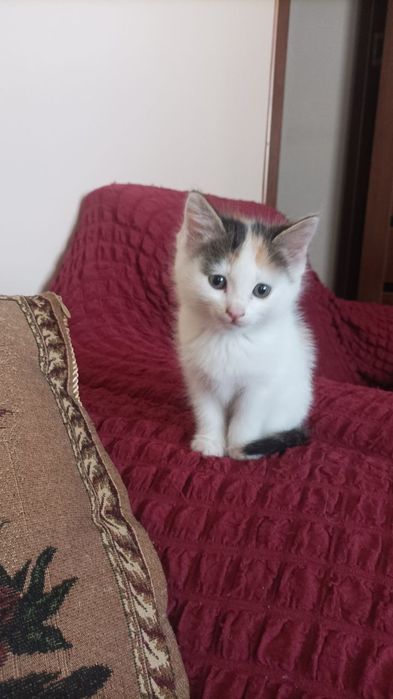 Очаровательные котята, девочки