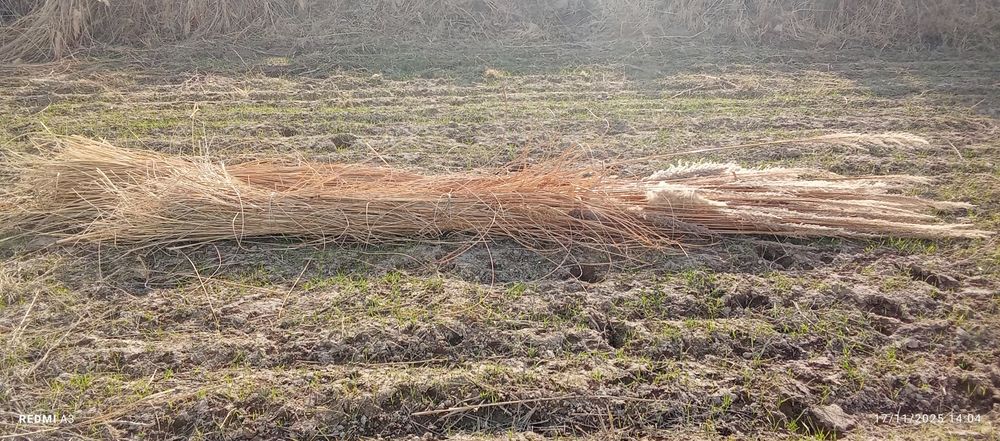 Qoʻpa qamish sotiladi kultasi 15 ming soʻm kelishiladi